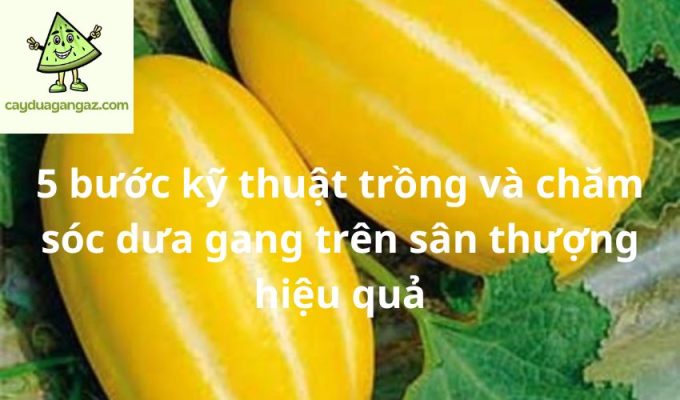 5 bước kỹ thuật trồng và chăm sóc dưa gang trên sân thượng hiệu quả