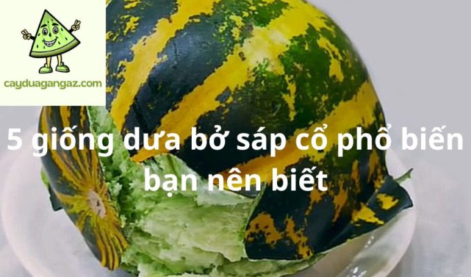 5 giống dưa bở sáp cổ phổ biến bạn nên biết