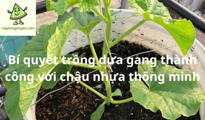 Bí quyết trồng dưa gang thành công với chậu nhựa thông minh