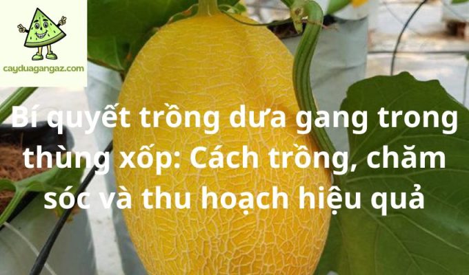 Bí quyết trồng dưa gang trong thùng xốp: Cách trồng, chăm sóc và thu hoạch hiệu quả