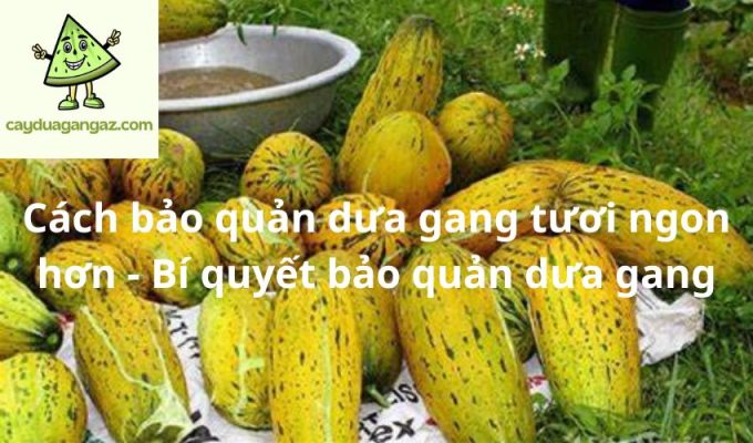 Cách bảo quản dưa gang tươi ngon hơn - Bí quyết bảo quản dưa gang