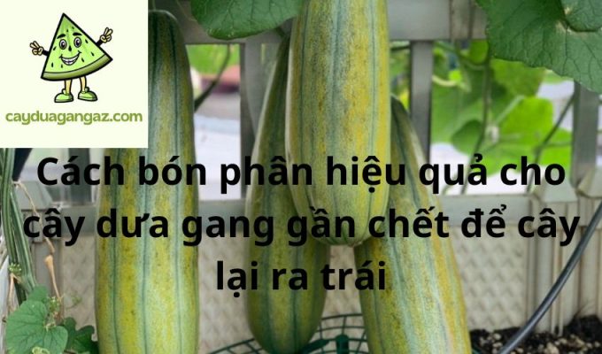 Cách bón phân hiệu quả cho cây dưa gang gần chết để cây lại ra trái