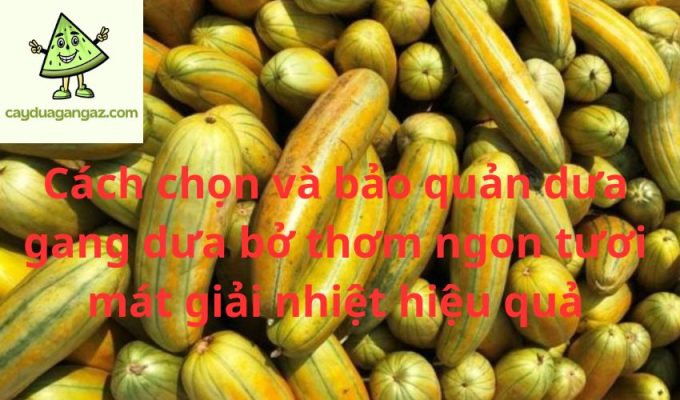 Cách chọn và bảo quản dưa gang dưa bở thơm ngon tươi mát giải nhiệt hiệu quả