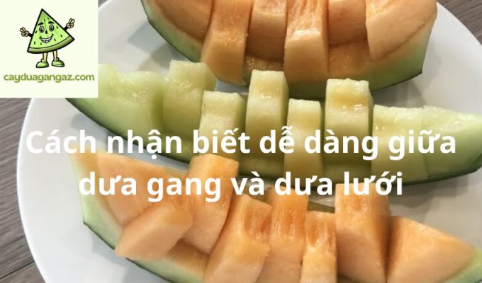 Cách nhận biết dễ dàng giữa dưa gang và dưa lưới