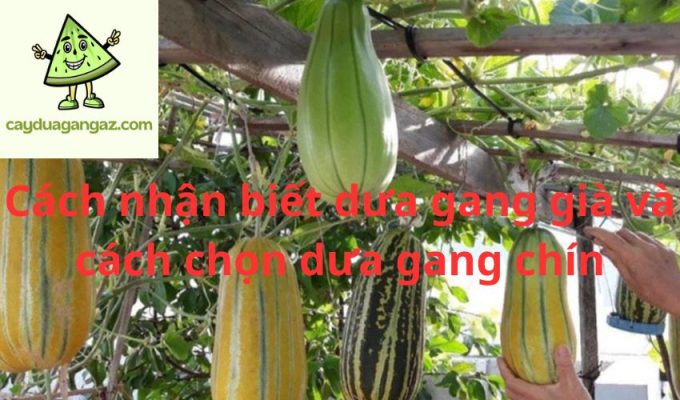 Cách nhận biết dưa gang già và cách chọn dưa gang chín