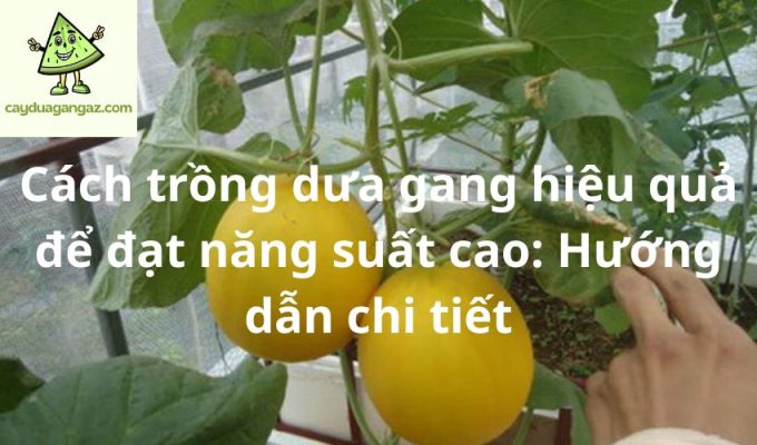 Cách trồng dưa gang hiệu quả để đạt năng suất cao: Hướng dẫn chi tiết