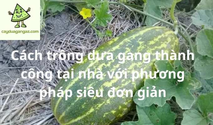 Cách trồng dưa gang thành công tại nhà với phương pháp siêu đơn giản