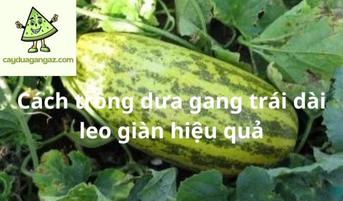 Cách trồng dưa gang trái dài leo giàn hiệu quả