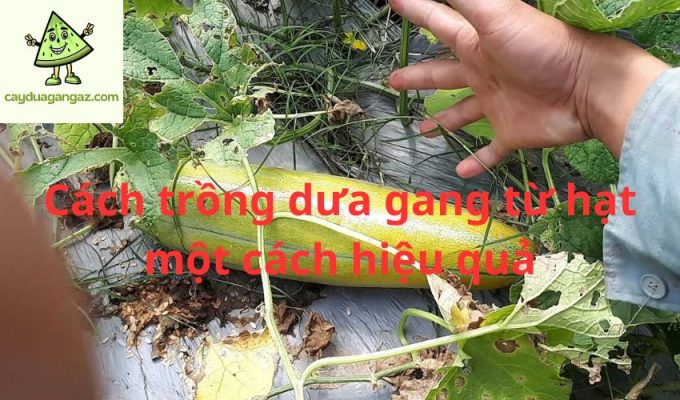 Cách trồng dưa gang từ hạt một cách hiệu quả