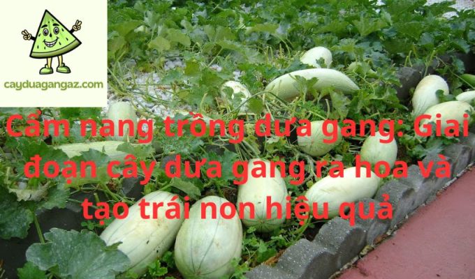 Cẩm nang trồng dưa gang: Giai đoạn cây dưa gang ra hoa và tạo trái non hiệu quả