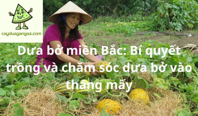 Dưa bở miền Bắc: Bí quyết trồng và chăm sóc dưa bở vào tháng mấy