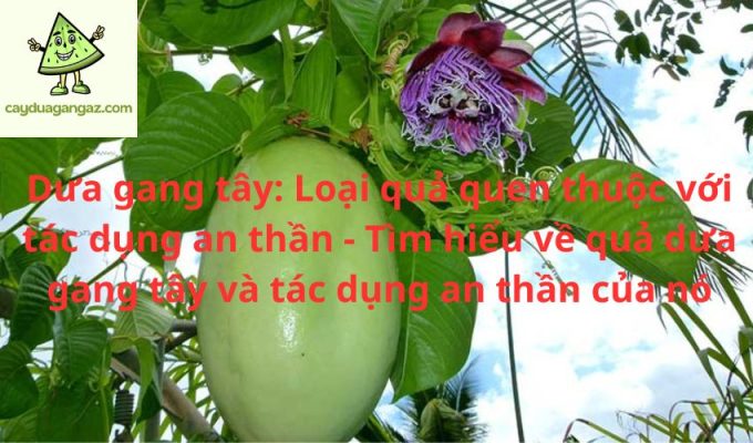 Dưa gang tây: Loại quả quen thuộc với tác dụng an thần - Tìm hiểu về quả dưa gang tây và tác dụng an thần của nó