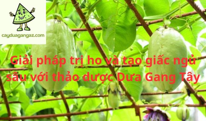 Giải pháp trị ho và tạo giấc ngủ sâu với thảo dược Dưa Gang Tây