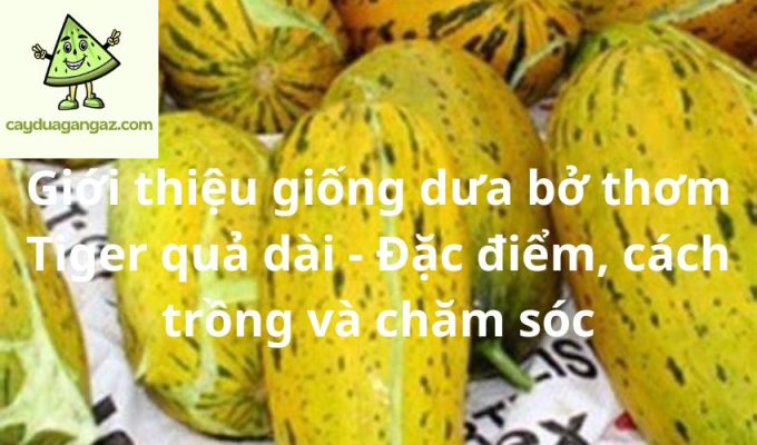 Giới thiệu giống dưa bở thơm Tiger quả dài - Đặc điểm, cách trồng và chăm sóc