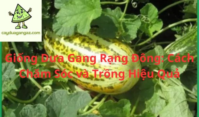 Giống Dưa Gang Rạng Đông: Cách Chăm Sóc và Trồng Hiệu Quả