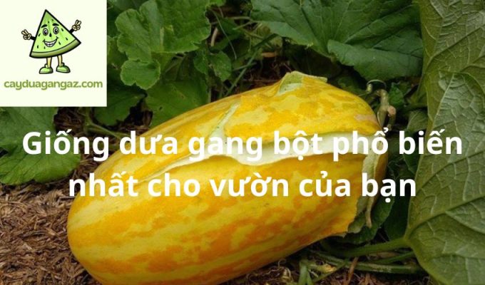 Giống dưa gang bột phổ biến nhất cho vườn của bạn