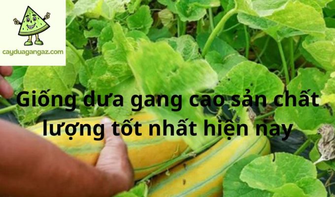 Giống dưa gang cao sản chất lượng tốt nhất hiện nay