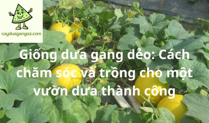 Giống dưa gang dẻo: Cách chăm sóc và trồng cho một vườn dưa thành công