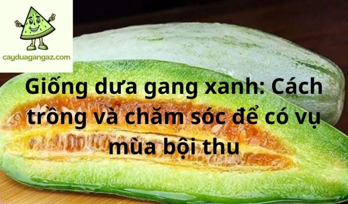 Giống dưa gang xanh: Cách trồng và chăm sóc để có vụ mùa bội thu