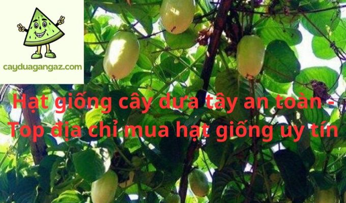 Hạt giống cây dưa tây an toàn - Top địa chỉ mua hạt giống uy tín