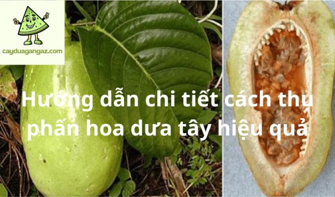 Hướng dẫn chi tiết cách thụ phấn hoa dưa tây hiệu quả