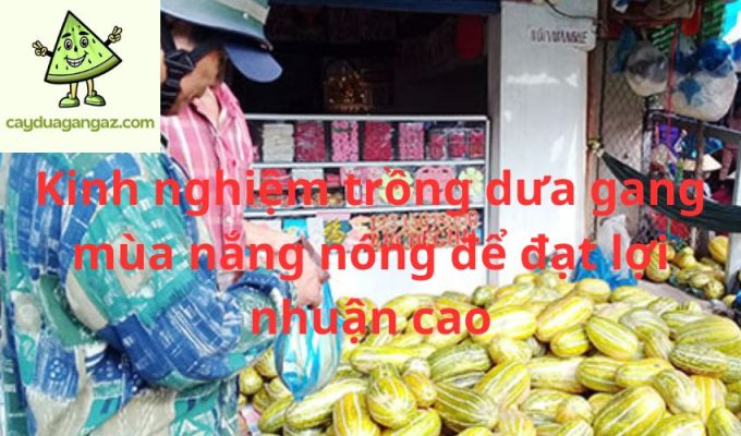 Kinh nghiệm trồng dưa gang mùa nắng nóng để đạt lợi nhuận cao