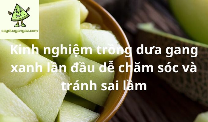 Kinh nghiệm trồng dưa gang xanh lần đầu dễ chăm sóc và tránh sai lầm