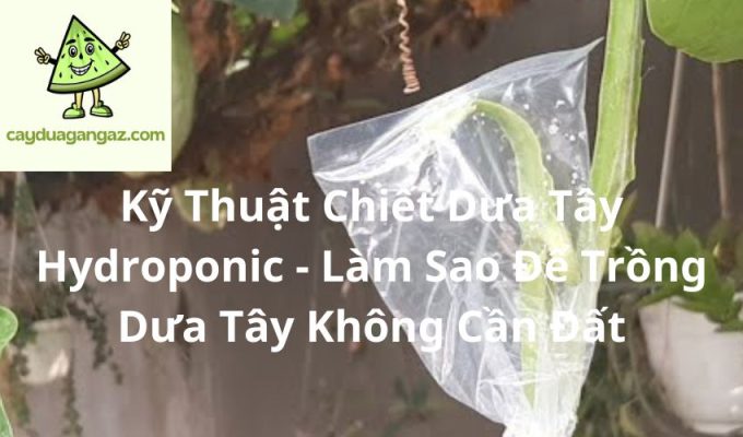 Kỹ Thuật Chiết Dưa Tây Hydroponic - Làm Sao Để Trồng Dưa Tây Không Cần Đất