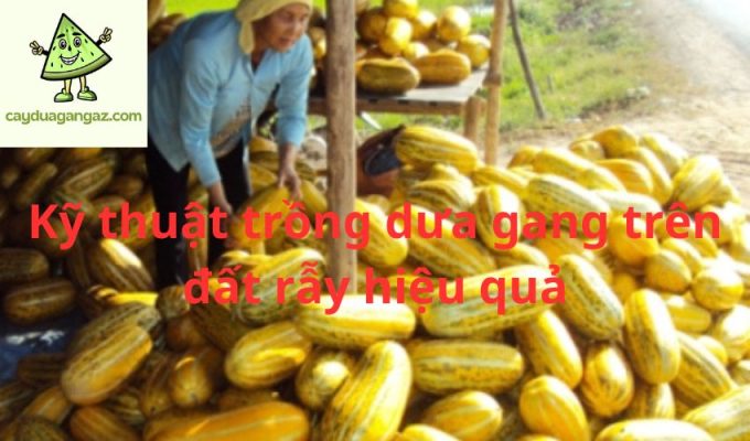 Kỹ thuật trồng dưa gang trên đất rẫy hiệu quả