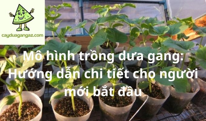 Mô hình trồng dưa gang: Hướng dẫn chi tiết cho người mới bắt đầu