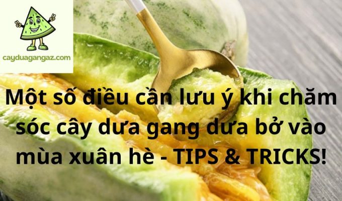 Một số điều cần lưu ý khi chăm sóc cây dưa gang dưa bở vào mùa xuân hè - TIPS & TRICKS!