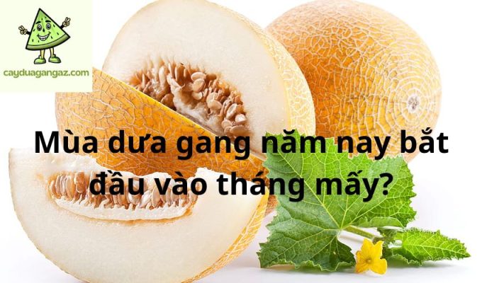 Mùa dưa gang năm nay bắt đầu vào tháng mấy?