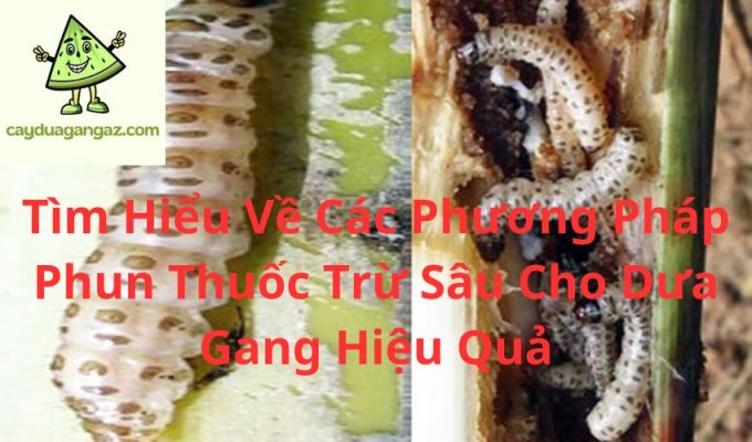 Tìm Hiểu Về Các Phương Pháp Phun Thuốc Trừ Sâu Cho Dưa Gang Hiệu Quả