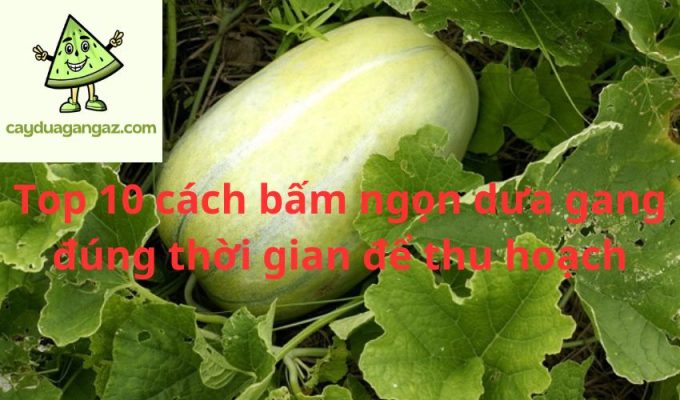 Top 10 cách bấm ngọn dưa gang đúng thời gian để thu hoạch