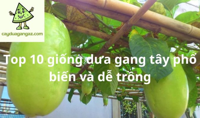 Top 10 giống dưa gang tây phổ biến và dễ trồng