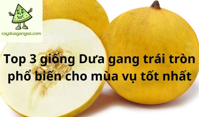 Top 3 giống Dưa gang trái tròn phổ biến cho mùa vụ tốt nhất